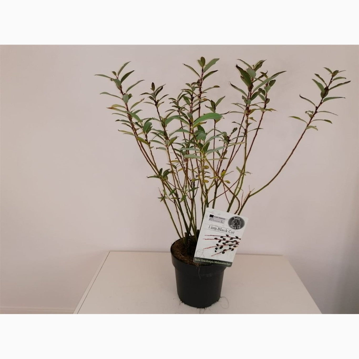 Vide – Salix gracilistyla 'Melanostachys' - C3 30-40 CM